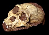 Australopithecus sediba fossil skull