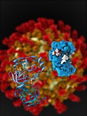 Hepatitis C viral protease molecule