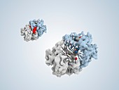 Thymidylate synthetase molecule