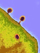 T4 bacteriophages on E. coli,TEM