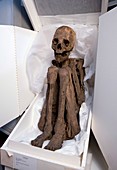 Amerindian mummy