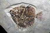Butterflyfish fossil