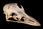 Emu skull