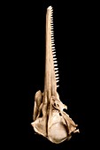 Dolphin skull,side view