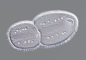 Parasitic protozoan,light micrograph