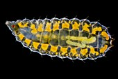 Oak gall larva,light micrograph