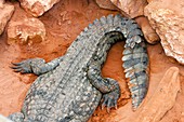 Rear and tail of a Nile crocodile