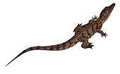 Nile crocodile hatchling