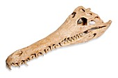 Prehistoric crocodyliform skull
