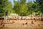 Chicken farming