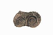 Ammonite fossil,Peru