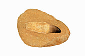 Mosasaur tooth in matrix