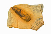 Seed Fern fossil,Pennsylvanian Age
