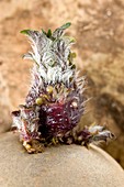 Sprouting potato (Solanum tuberosum)