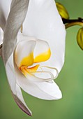 Moon orchid (Phalaenopsis amabilis)