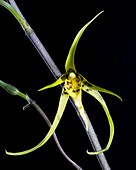Tropical orchid (Brassia sp.)