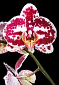 Orchid (Phalaenopsis 'Elegant Julia')