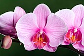 Orchid (Phalaenopsis 'Sacramento')