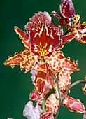 Orchid (Colmanara 'Wild Cat')