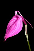 Orchid (Masdevallia sp.)