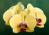 Orchid (Phalaenopsis 'Yellow Beauty')