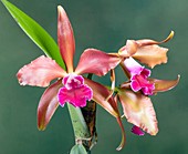 Orchid (Cattleya sp.)