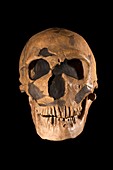 Cro-magnon fossil skull