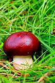 Purple brittlegill mushroom