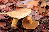 Velvet bolete mushrooms