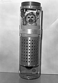 Squirrel monkey launch capsule,1959