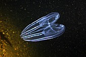 Comb jelly