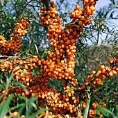 Hippophae rhamnoides 'Orange Energy'