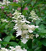 Hydrangea paniculata 'Kyushu'