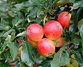Apple (Malus domestica 'Gala')