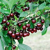 Sour Cherry (Prunus cerasus 'Achat')