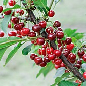 Sour Cherry (Prunus cerasus 'Gerema')