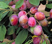 Plum (Prunus domestica 'Victoria')