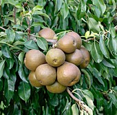 Pear (Pyrus communis)