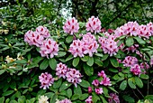 Rhododendron 'Furnivalls Daughter'