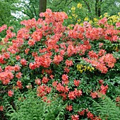 Rhododendron luteum and ferns