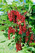 Redcurrant (Ribes rubrum 'Detvan')