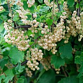 Ribes rubrum 'White Versailles'
