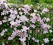 Clematis montana 'Tetrarose'