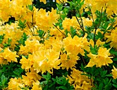 Rhododendron luteum 'Anna'