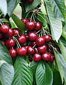 Cherry (Prunus avium 'Sunburst')