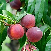 Peach (Prunus persica 'Cardinal')