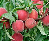 Peach (Prunus persica 'Elma')