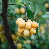 Plum (Prunus cerasifera 'Hamyra')