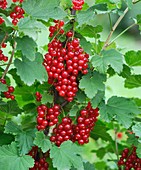 Redcurrant (Ribes rubrum 'Utrecht')