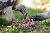 White-backed vultures feeding
